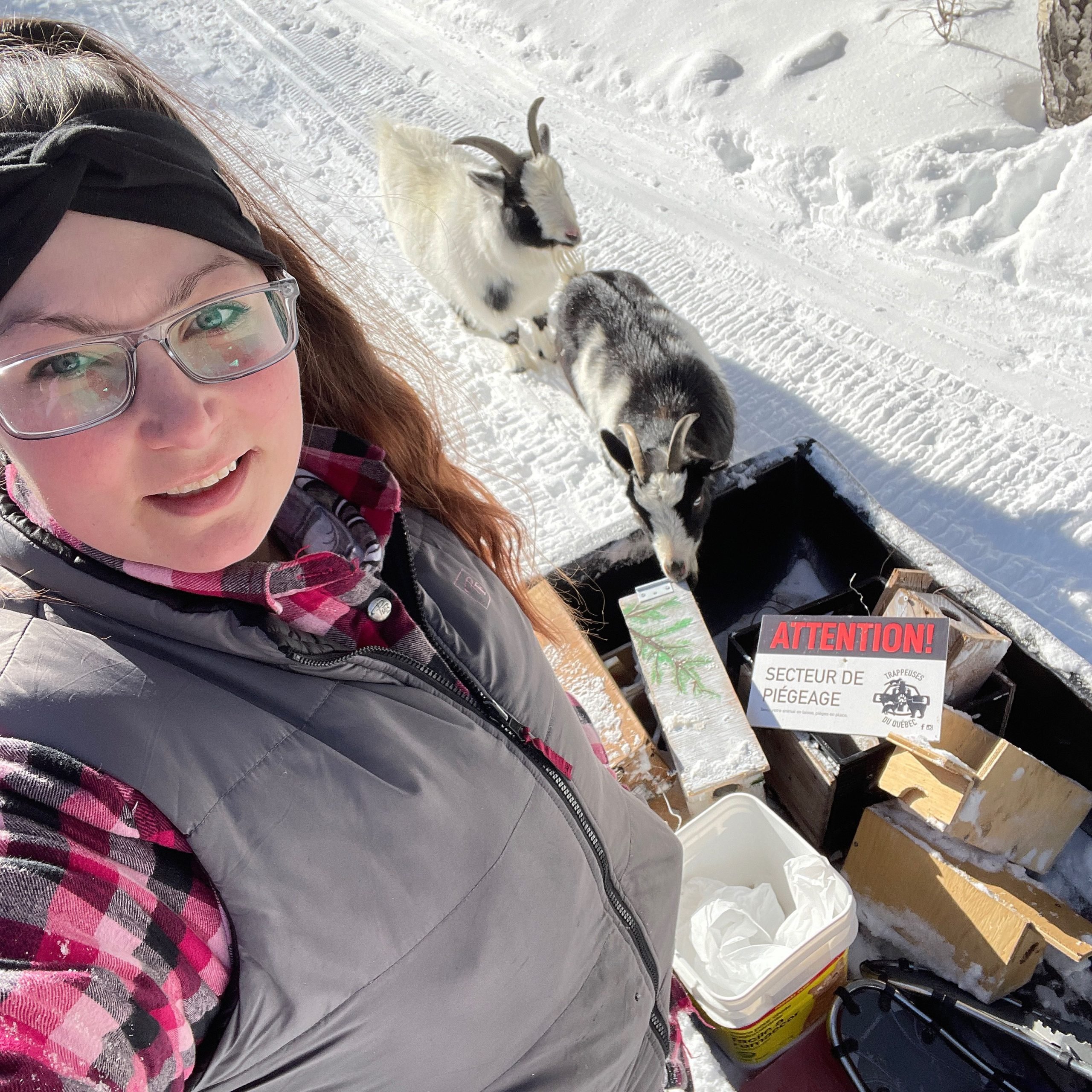 Stéphanie est dans un sentier enneigé avec ses deux chèvres et un traineau rempli de victuailles pour aller trapper. Une affiche, dans on traineau, indique "attention" Secteur de piégeage".